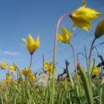 Tulipes sauvages (Tulipa sylvestris)