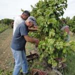 Vendanges à la main
